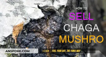 Chaga Mushroom: A Sales Guide for Beginners