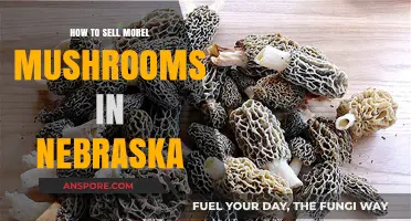 Selling Morel Mushrooms in Nebraska: Tips for Profitable Foraging Success