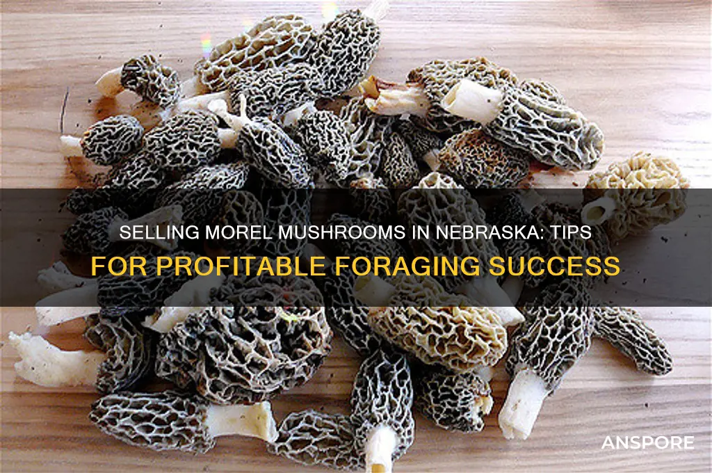 how to sell morel mushrooms in nebraska