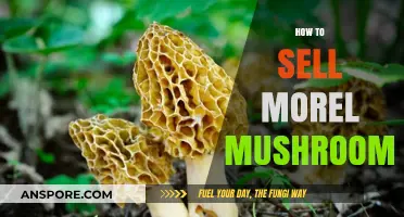 Mastering Morel Sales: Tips to Profit from Foraged Fungi