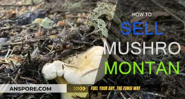 Montana Mushrooms: Foraging and Sales