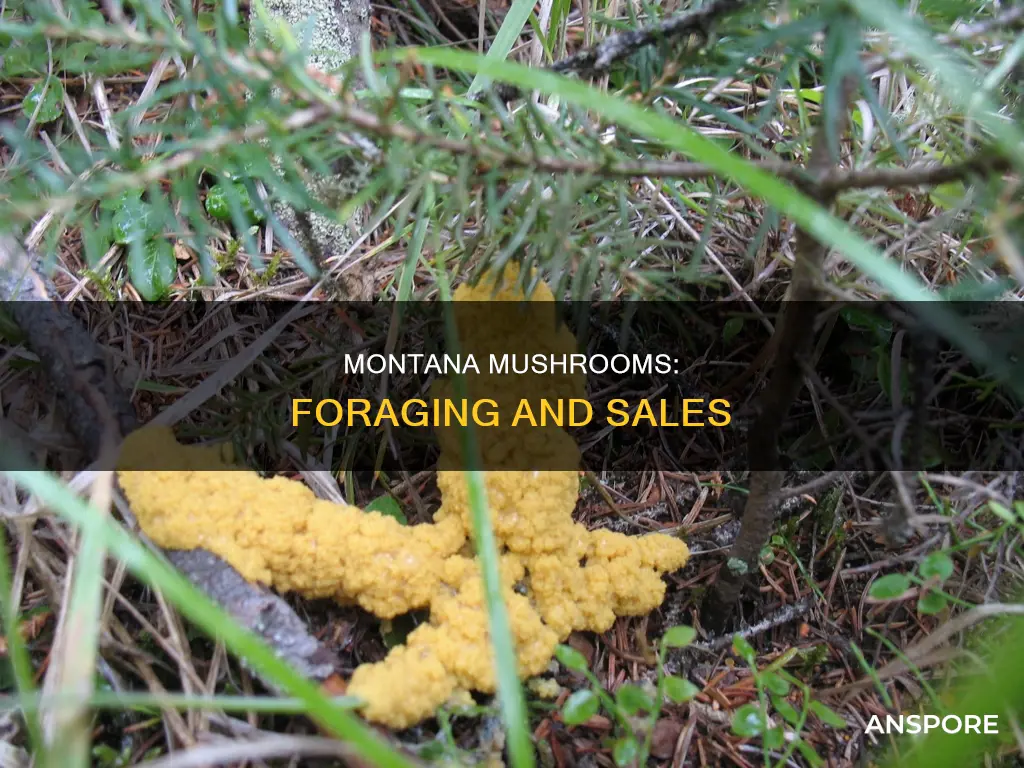 how to sell mushrooma montana