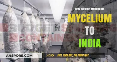 Shipping Mushroom Mycelium to India: A Comprehensive Guide for Success