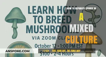 Effective Techniques for Isolating Spores from Mixed Microbial Cultures