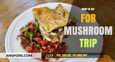 Prepare for a Transformative Journey: Your Guide to Setting for a Mushroom Trip