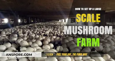 Mastering Mushroom Farming: A Guide to Large-Scale Cultivation Success