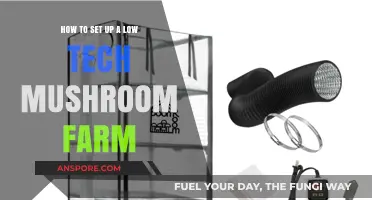 Simple Steps to Start Your Own Low-Tech Mushroom Farm