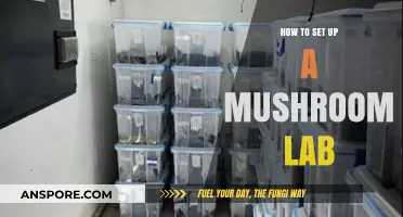 Creating a Mushroom Lab: Essential Steps for Successful Cultivation Setup