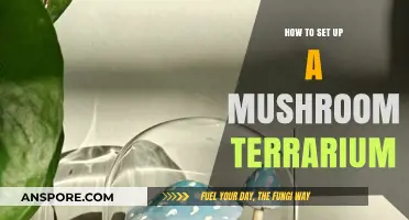 Create a Thriving Mushroom Terrarium: Step-by-Step Setup Guide
