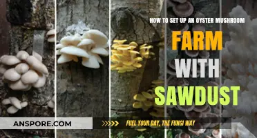 Grow Oyster Mushrooms: Sawdust Farming Setup Guide for Beginners