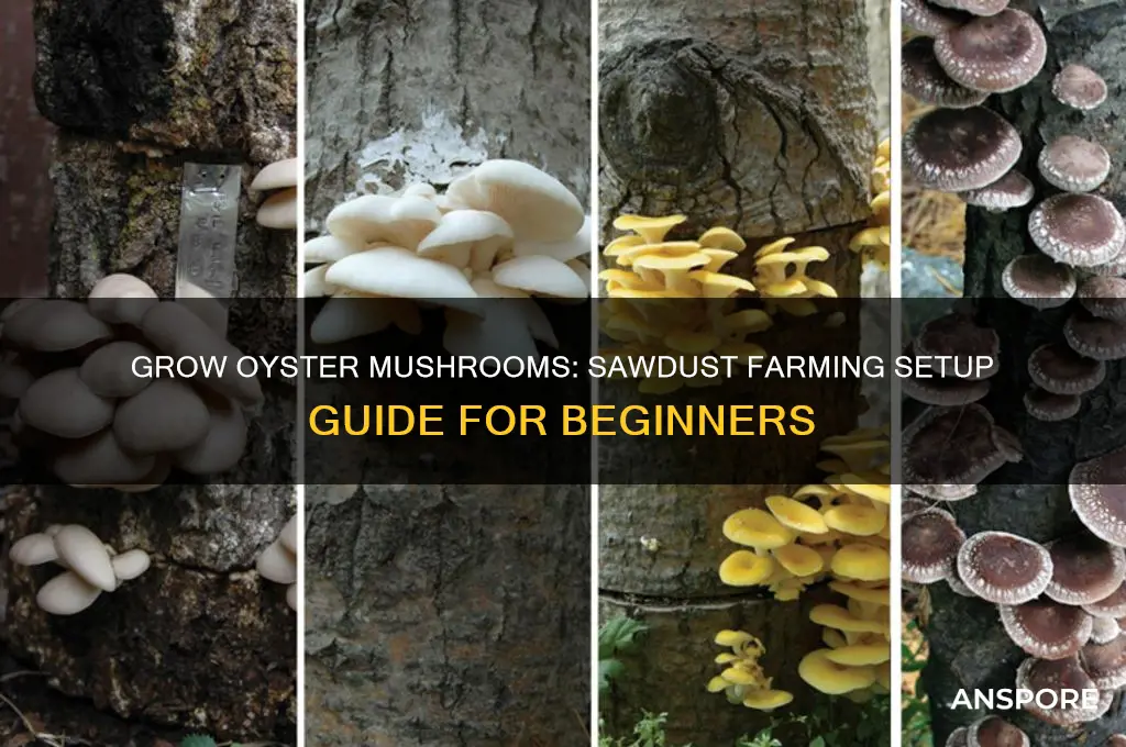 how to set up an oyster mushroom farm with sawdust