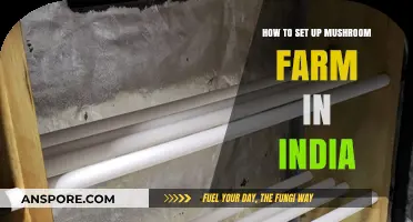 A Beginner's Guide to Starting a Mushroom Farm in India