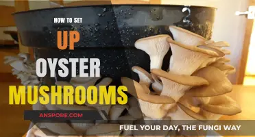 Easy Guide to Growing Oyster Mushrooms at Home: Setup Tips