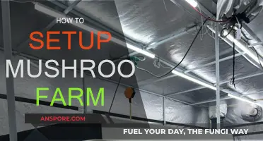 Mushroom Farming: Setting Up Your First Farm