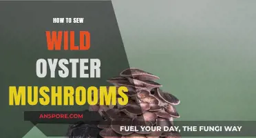 Mastering the Art of Sewing Wild Oyster Mushrooms: A Step-by-Step Guide
