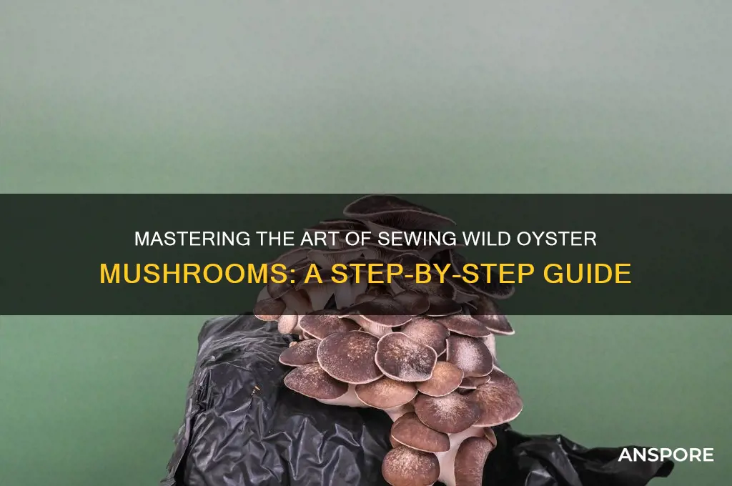 how to sew wild oyster mushrooms