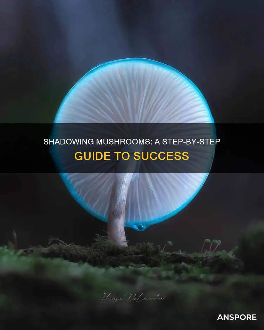 how to shadow a mushroom