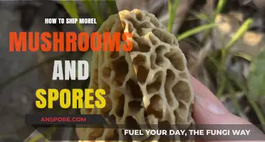 Shipping Morel Mushrooms and Spores: Tips for Safe Delivery