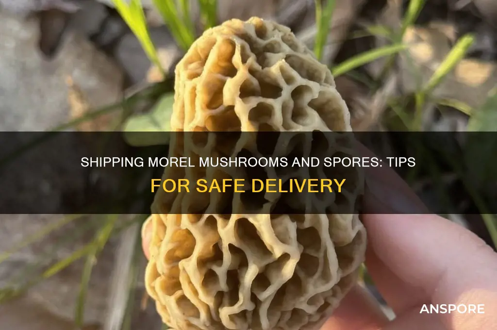 how to ship morel mushrooms and spores