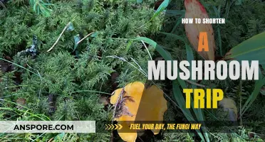 Quick Tips to Safely Shorten an Intense Mushroom Trip
