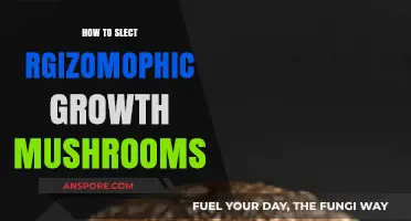 Mastering Rhizomorphic Mushroom Selection: Tips for Healthy Fungal Growth