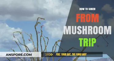 Navigating a Mushroom Trip: Effective Strategies for Sobering Up Safely