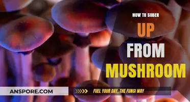Quick Tips to Safely Sober Up from Mushroom Effects Fast