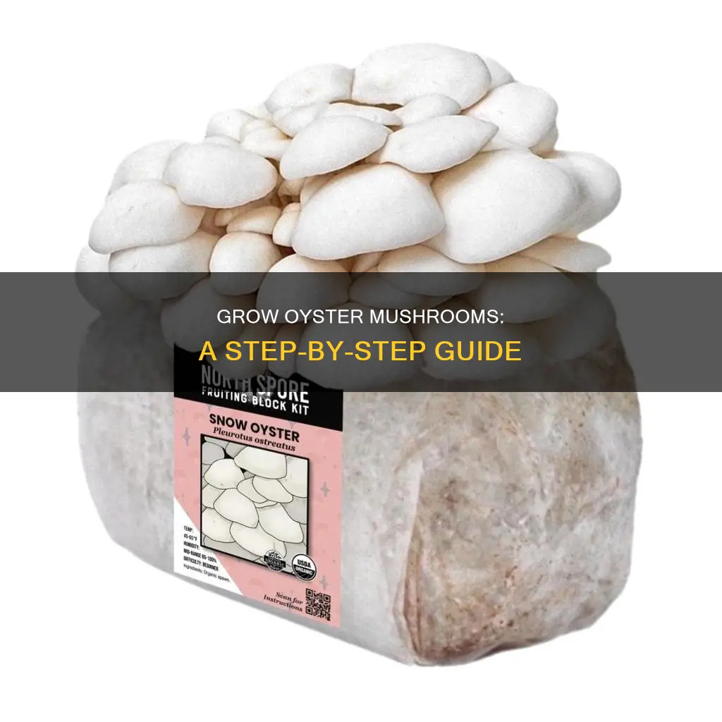how to spawn oyster mushrooms