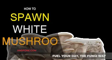 Spawning White Mushrooms: A Step-by-Step Guide to Success