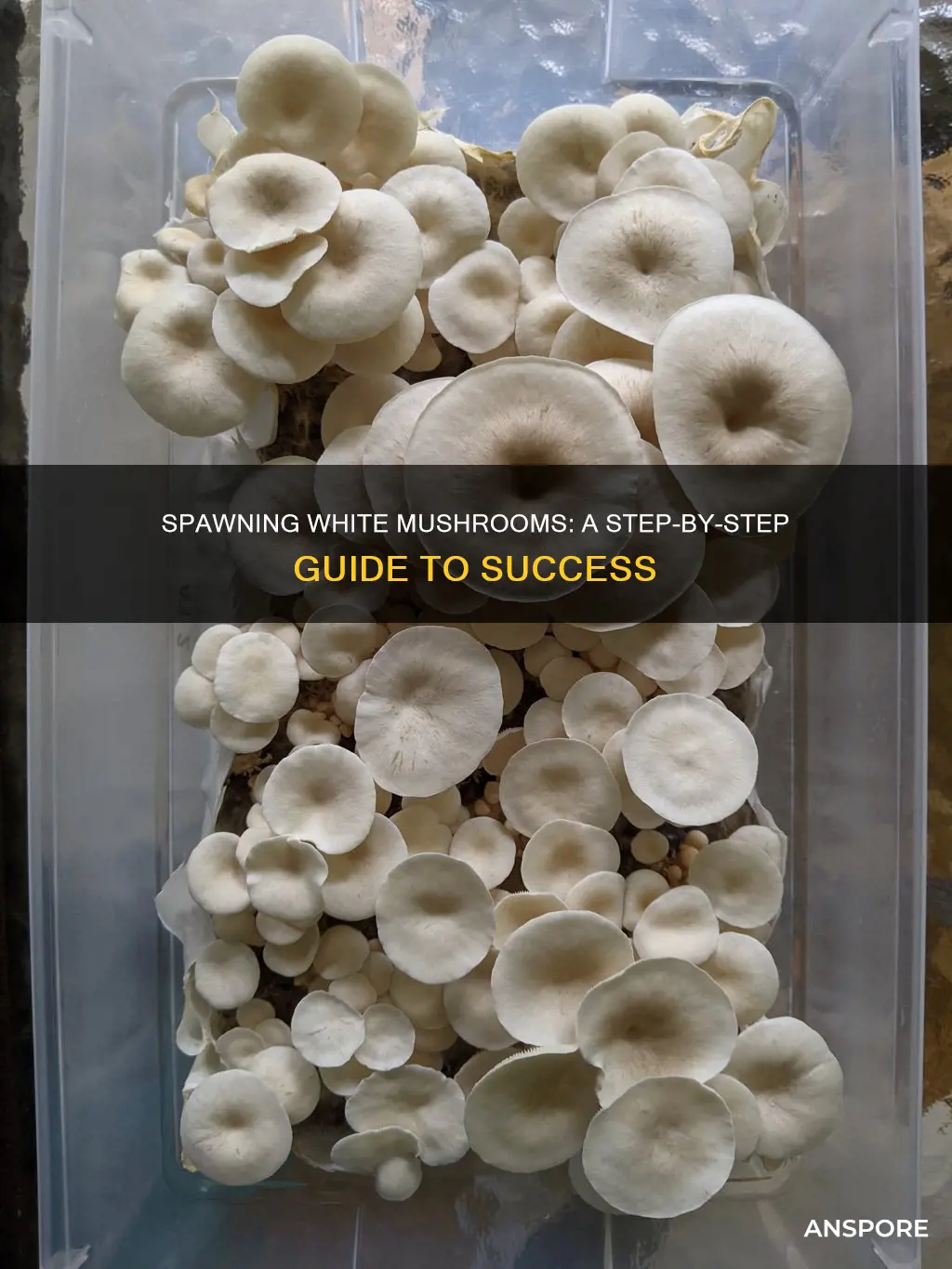 how to spawn white mushrooms