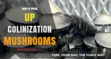 Accelerate Mushroom Colonization: Proven Techniques for Faster Mycelium Growth