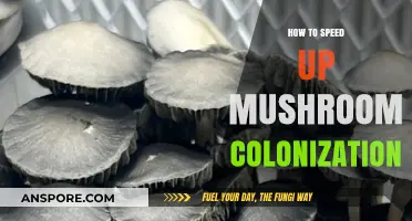 Accelerate Mushroom Colonization: Proven Techniques for Faster Mycelium Growth