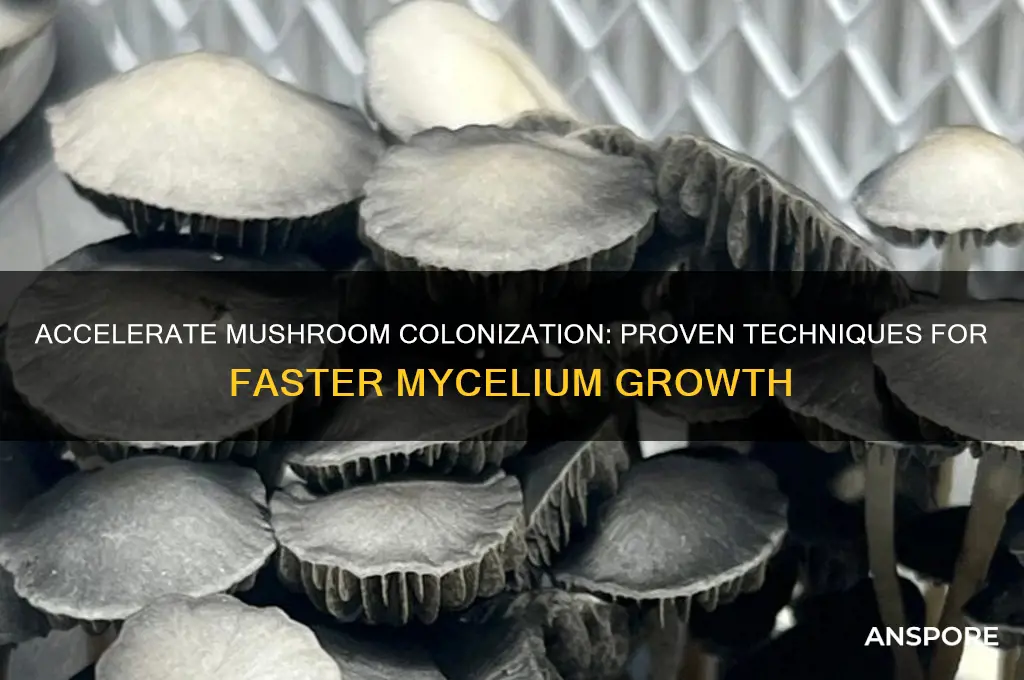 how to speed up mushroom colonization