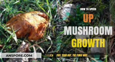 Boost Your Mushroom Harvest: Proven Tips to Accelerate Growth Fast