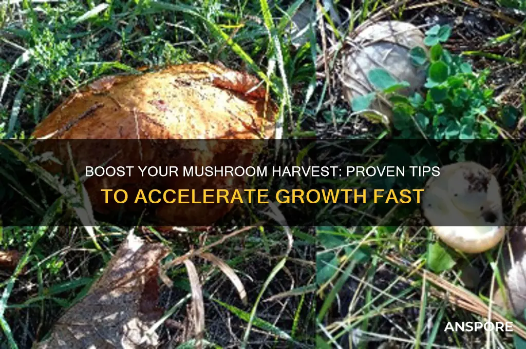 how to speed up mushroom growth