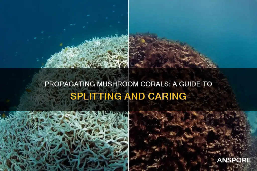 how to split mushroom coral