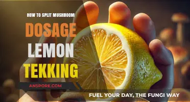 Lemon Tekking Guide: Splitting Mushroom Dosages for Optimal Effects