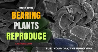 Unveiling the Fascinating Reproduction Methods of Spore-Bearing Plants