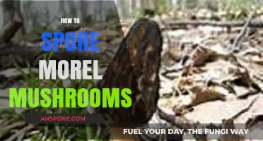 Mastering Morel Mushroom Spore Cultivation: A Step-by-Step Guide