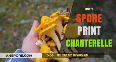 Mastering the Art of Spore Printing Chanterelle Mushrooms: A Guide