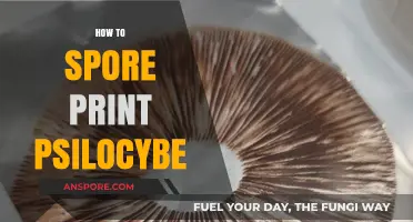Mastering Psilocybe Spore Prints: A Step-by-Step Guide for Beginners