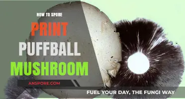 Mastering Spore Prints: A Guide to Puffball Mushroom Identification