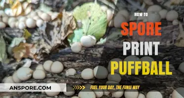 Mastering the Art of Spore Printing Puffball Mushrooms: A Step-by-Step Guide
