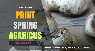 Mastering Spore Prints: A Guide to Spring Agaricus Identification