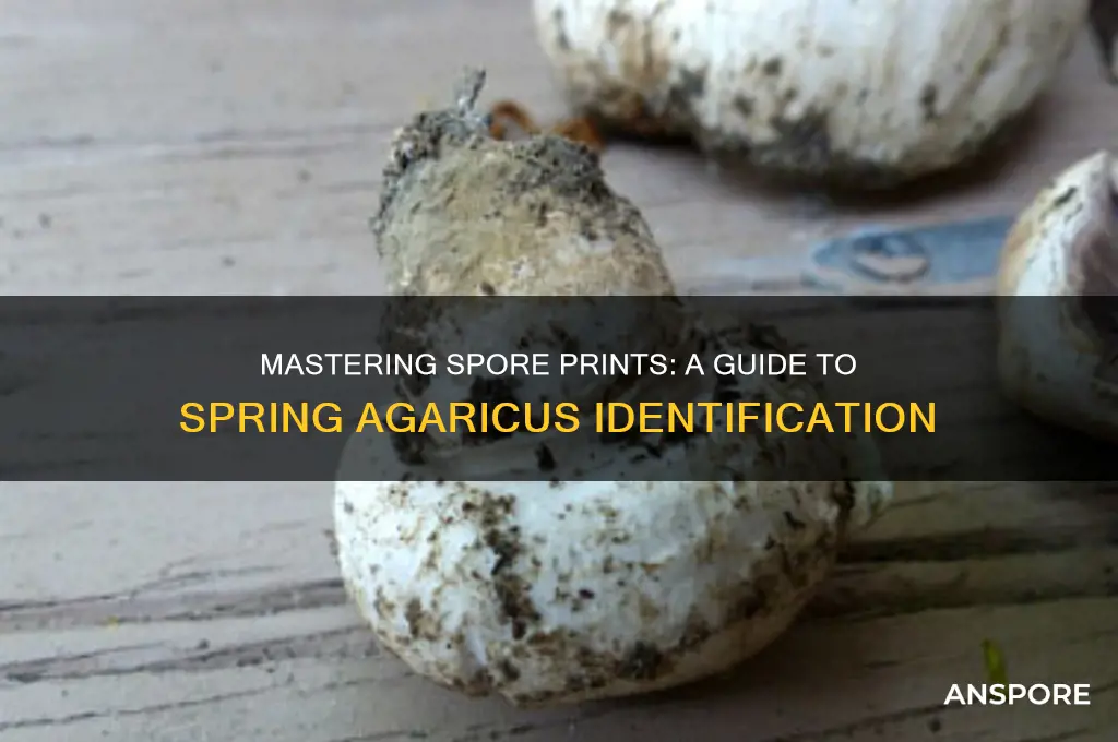 how to spore print spring agaricus