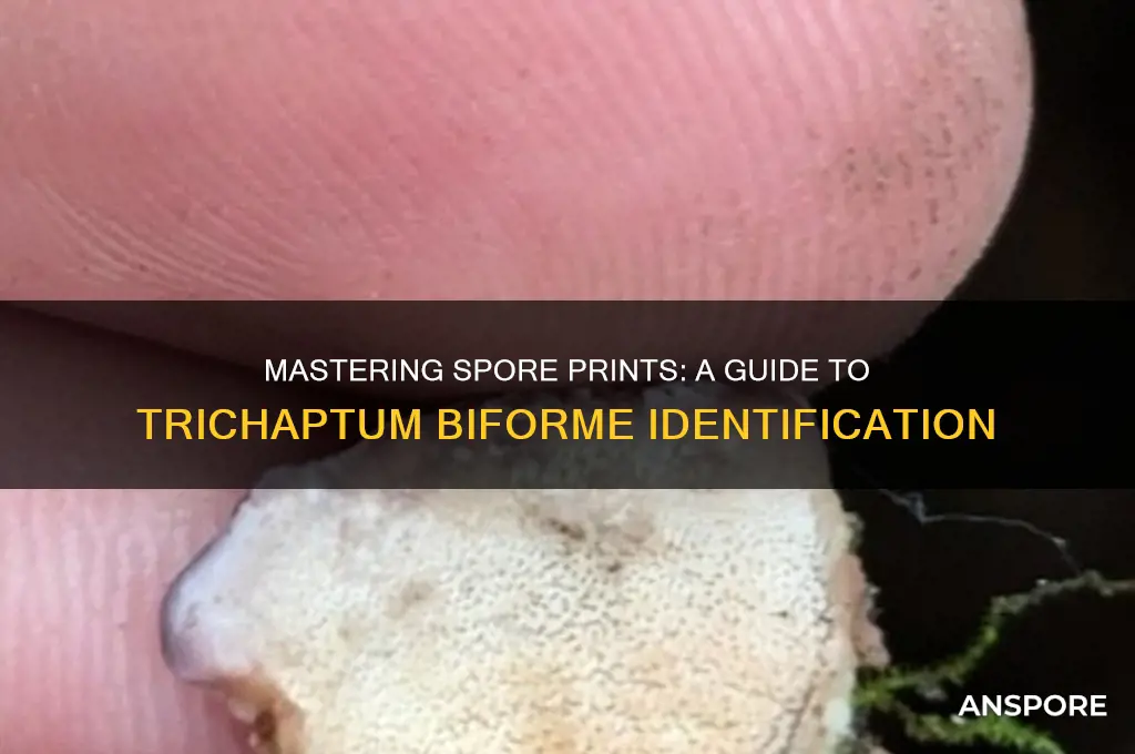 how to spore print trichaptum biforme