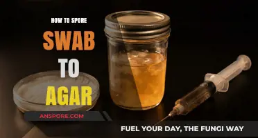 Mastering Spore Swab to Agar: A Step-by-Step Guide for Success