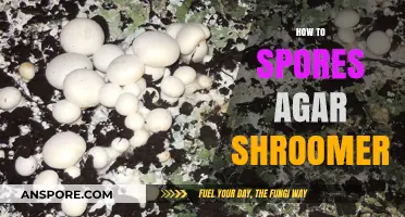 Mastering Agar Spore Techniques for Shroomery Cultivation Success