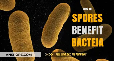 Unveiling the Symbiotic Power: How Spores Boost Bacterial Survival and Growth