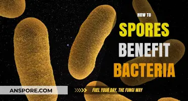 Unveiling the Survival Secrets: How Spores Empower Bacterial Resilience